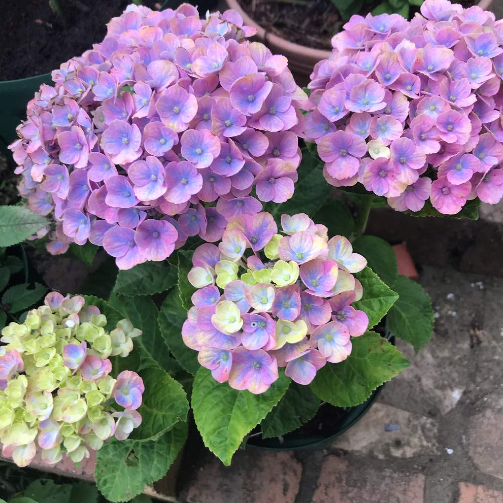 小さな庭の画像 by みるく❤️さん | 小さな庭と紫陽花 マジカルコーラルと植中毒と我が家の花壇と可愛い~( ´艸`)♡と玄関先アプローチと『あじさい2019』フォトコンテストと花のある暮らしとわが家のエントランス