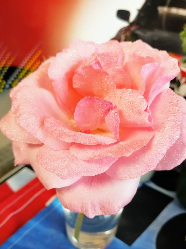 小さな庭の画像 by はなさん | 小さな庭と薔薇とピンクのバラと花のある暮らしと携帯カメラ