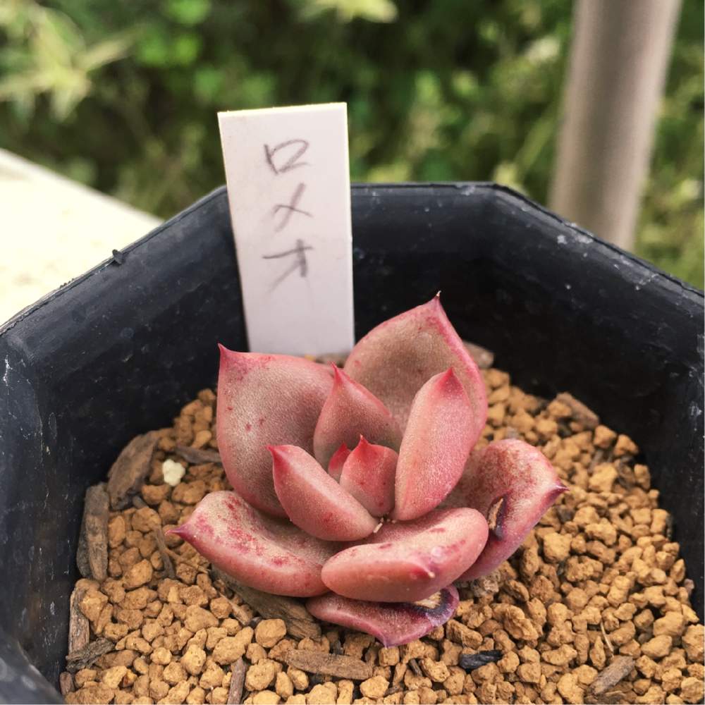 小さな庭の画像 by あきさん | 小さな庭とロメオと多肉植物と癒される♡と大好き❗️二和園祭りと植欲が止まらないと中山いい肉ん エケベリアとNo TANIKU,No Lifeと多肉大好きと二和園とカッコいい♡とワクワクドキドキと男前多肉植物と多肉のある暮らしと植欲旺盛と植中毒と大好き過ぎてどうしよう♡とたまらん♡と多肉植物ラブと綺麗な色♡と個性的と千葉タニラー