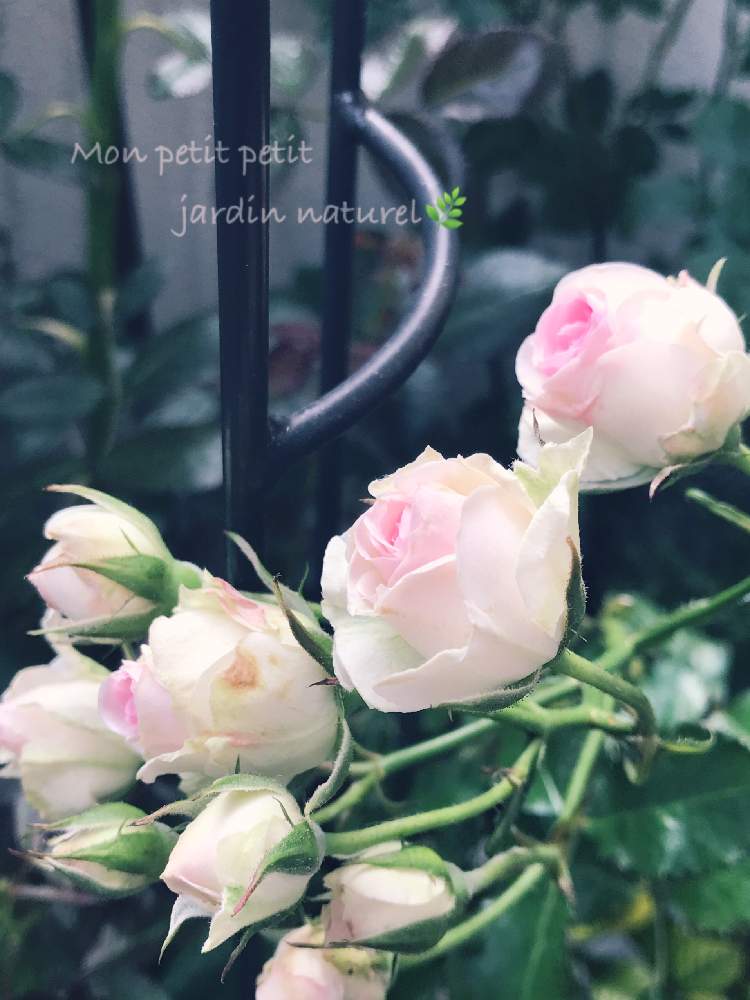 バルコニー/ベランダの画像 by ✿ natu. ✿さん | バルコニー/ベランダとmy garden♬と大切に…と夜勤がんばる♬と優しい香りと感謝の気持ち♬とお仕事がんばる‼️と幸せ❣️と癒しの場所と花のある暮らしとひとりごとと(*˘⌣˘*)✿ฺ。おはよう♬とkeep smiling❣️と元気♬とnatural ♬と癒し時間♬