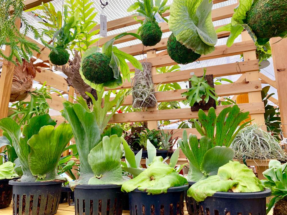 インテリアの画像 by Flower Villageさん | インテリアと着生植物とボタニカルと コウモリラン と観葉植物とボタニカルライフとビカクシダ・リドレイとビカクシダキッチャクードとワンダエと鷺沼とグリーングリーン♪と植中毒と観葉植物のある暮らしとシダ植物と神奈川県と花のある暮らしとflowervillageとビカクシダ属と葉っぱアートとインテリアグリーンとインドアガーデン