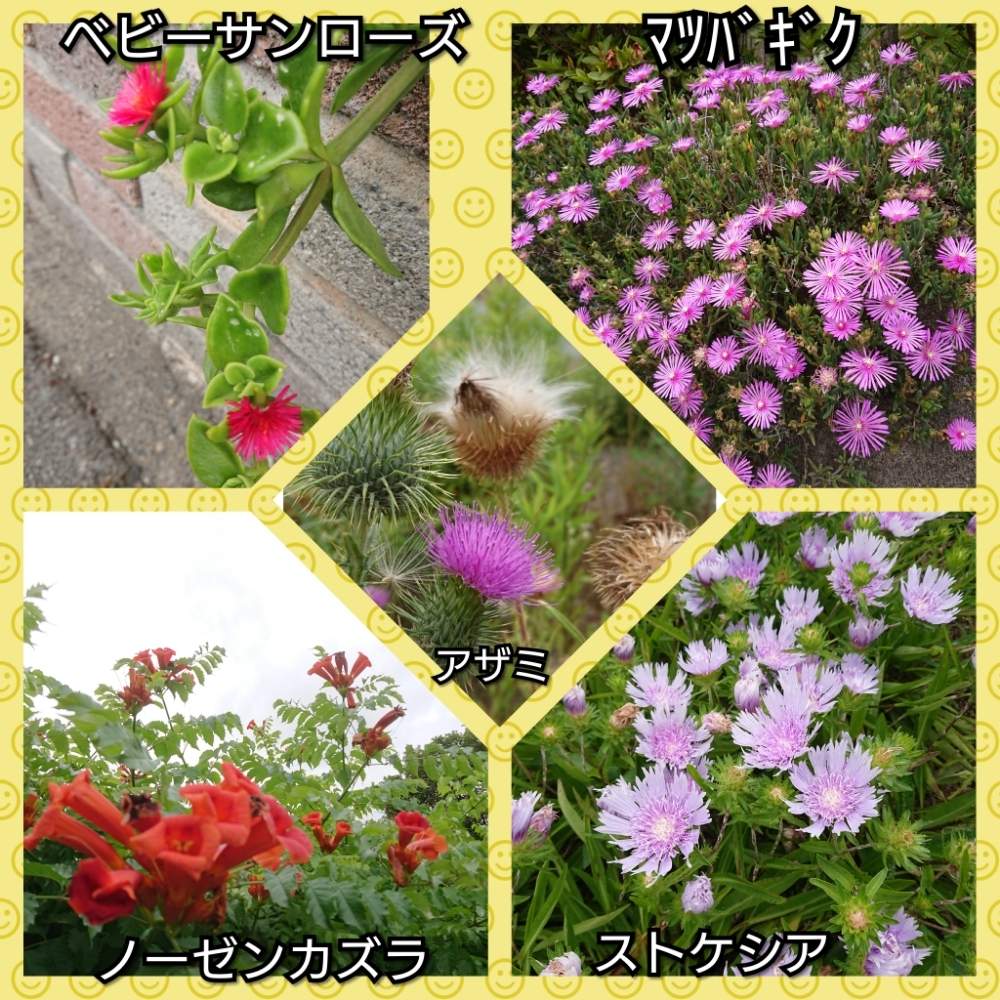 お出かけ先の画像 by まっさんno.1さん | お出かけ先と マツバギクとストケシア✨と野アザミの花とGS映えとベビーサンローズの花とウォーキング中と花のある暮らしとGREEN UP!とノーゼンカズラ。とウォーキングの道すがら