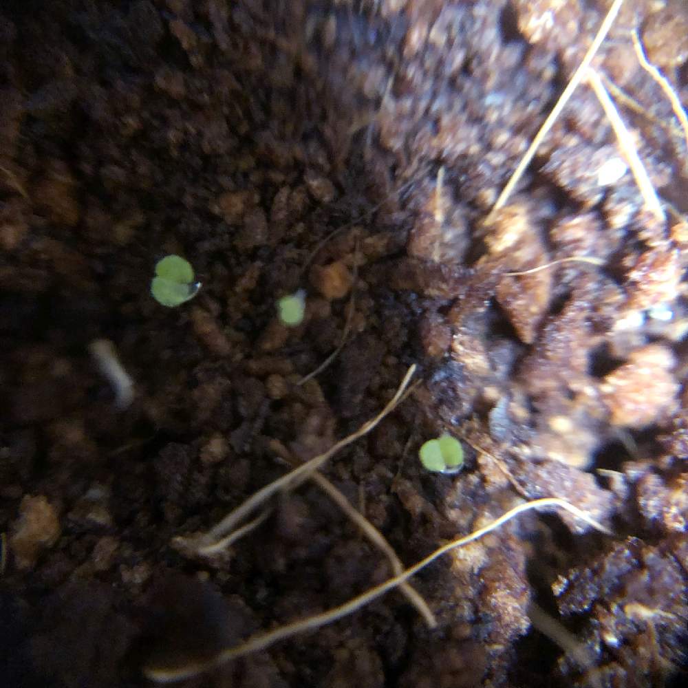 部屋の画像 by パンダクレさん | 部屋と多肉植物と多肉大好きと結実と交配種と植中毒と多肉女子と実生とタニラーと新種とタニク初心者