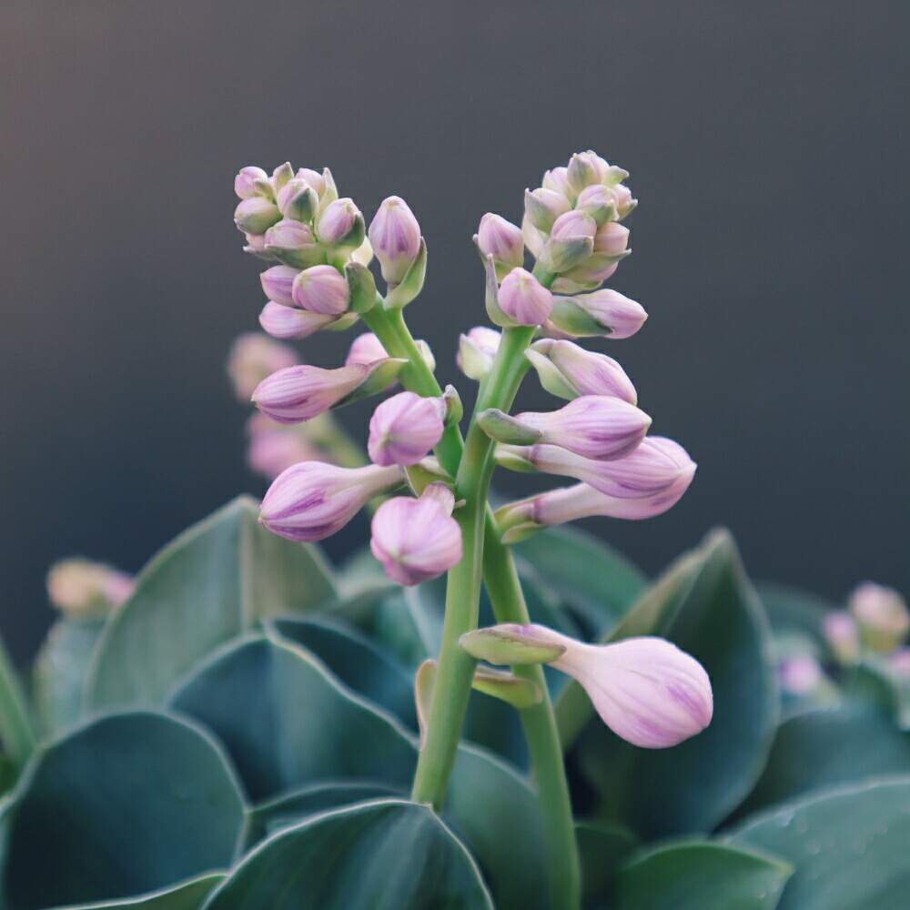 玄関の画像 by jade_alstoniiさん | 玄関とブルーマウスイヤー。とひかげの植物とホスタ ブルーマウスイヤーとホスタ ギボウシとつぼみとつぼみがたくさんとガーデニングと花のある暮らしと花芽のつぼみとつぼみたくさん。とホスタと開花間近ともうスグ開花とお庭を彩るお花・樹木フォトコン