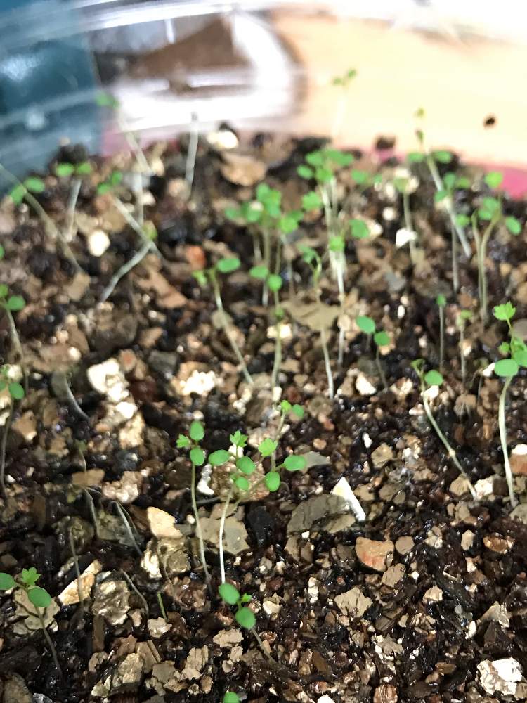 部屋の画像 by エインスさん | 部屋とワイルドストロベリー フレーズ・デ・ボアとせっかちは禁止と植欲と食欲と伸び代はある…はずとFランク栽培マンと花のある暮らしと ワイルドストロベリーと窓際栽培