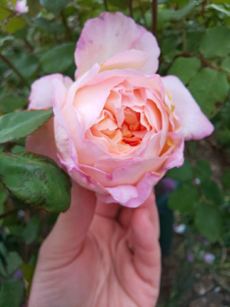 小さな庭の画像 by くましさん | 小さな庭と北海道と薔薇愛同盟と☆レディエマハミルトンと2019 くまし バラ