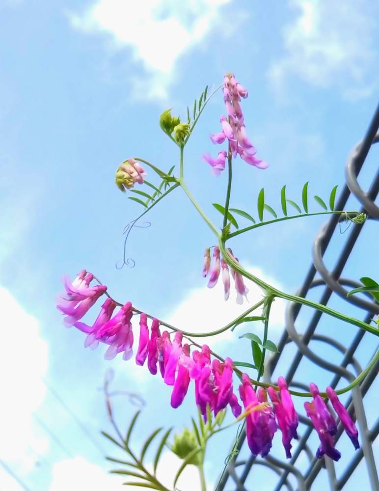 お出かけ先の画像 by ミニマさん | お出かけ先とクサフジと花のある暮らしと開花中とご近所さんぽ、と犬のお散歩