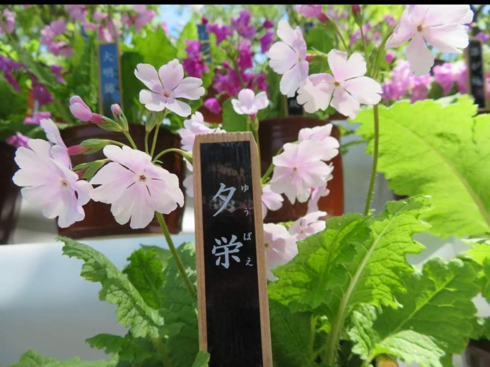 お出かけ先の画像 by さいたまつぼみさん | お出かけ先とサクラソウと埼玉万歳とピンクの花とサクラソウ展と国営武蔵丘陵森林公園と埼玉県