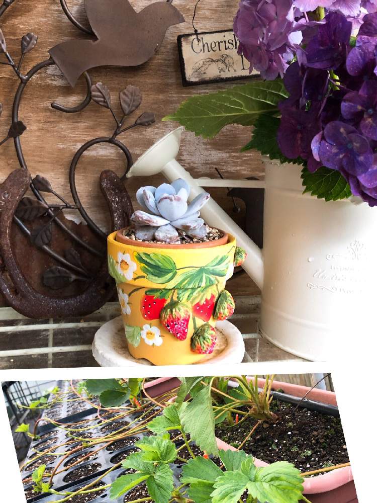 小さな庭の画像 by ❤︎15さん | 小さな庭とイチゴと多肉植物とわが家の多肉スペースとGS映えと植中毒と可愛いがぁ❤︎とバラと夢CLUBと多肉ラボ©と多肉2016同期とタニラーと毎月15日はいちごの日と花のある暮らしと多肉小屋❤︎と花も多肉も好き