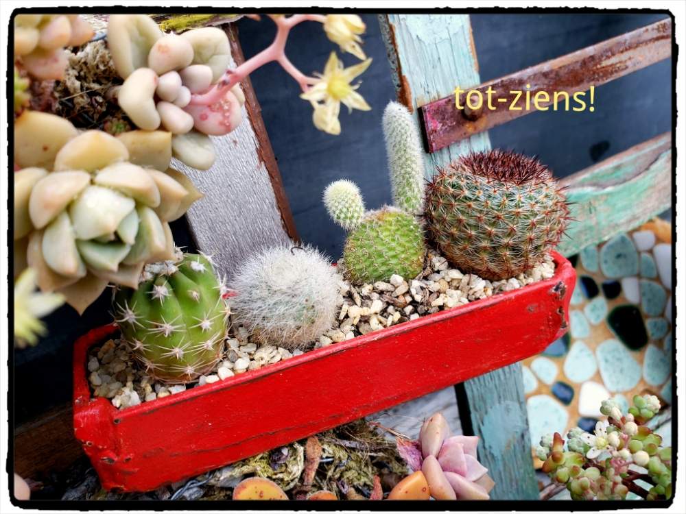 小さな庭の画像 by tot-ziens!(トット・シーンズ)さん | 小さな庭とありがとう♡とおはようと工場のおじいさんシリーズとおきにいりとトットジーンズと工場からの風景と工場からでてきた鉄の入れ物と花のある暮らしとサボテンの小さな寄せ植え