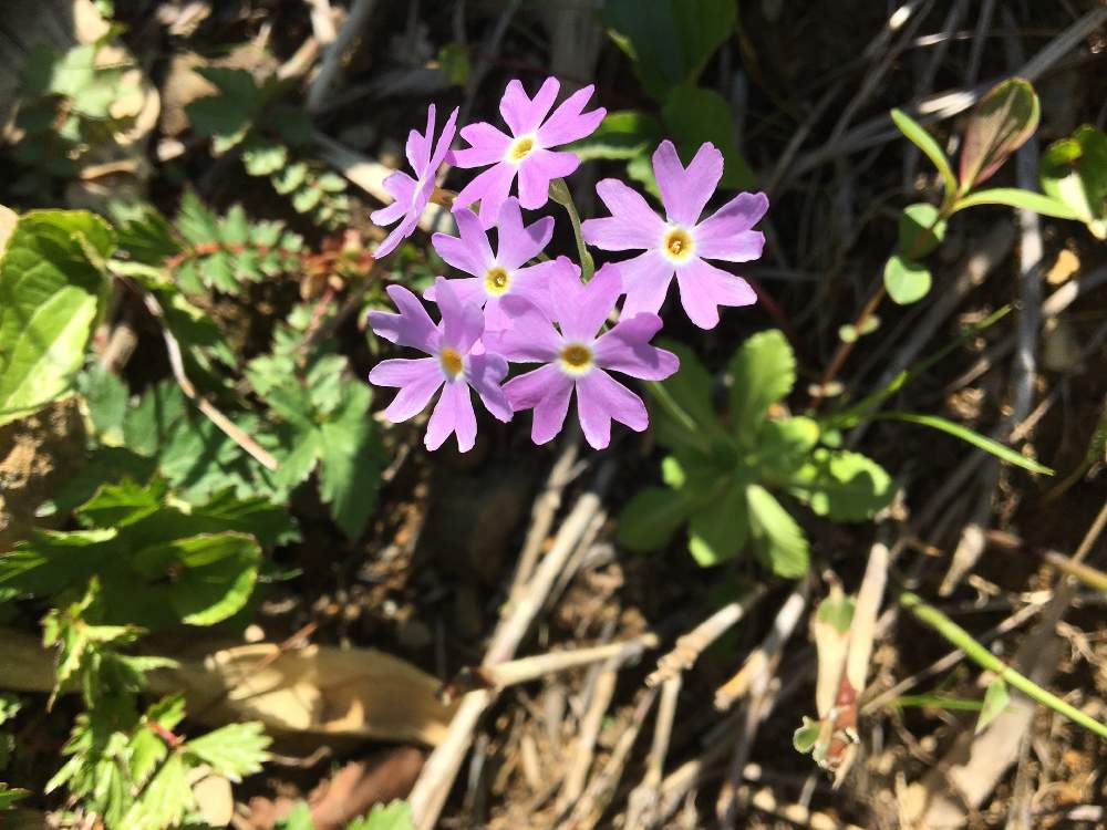 お出かけ先の画像 by マイマイさん | お出かけ先とユキワリソウと山の花と山野草