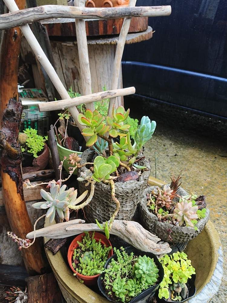 の画像 by boku styleさん | 多肉植物と植物のある暮らしと流木チップ入りポットとのびのびと流木と庭先と花のある暮らしとあばれ多肉