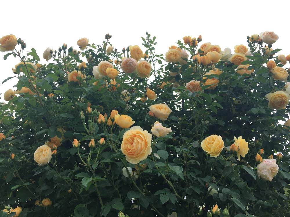 フェンスの画像 by よりさん | フェンスとグラハム トーマスとばら バラ 薔薇とカインズバラコンテスト2019とバラと暮らすとナチュラルガーデンと庭いじりとバラ好きとイングリッシュ・ローズとズボラガーデナーとナチュラルスタイルとガーデニングとズボラガーデニングと花のある暮らしとお庭とグラハムトーマスとバラ・ミニバラとロザリアンとお花好きとDAVID AUSTIN ROSESと庭花