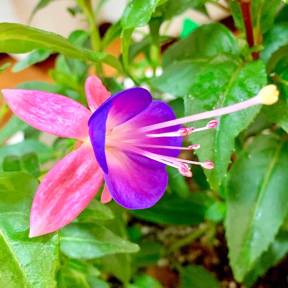 部屋の画像 by PT_yamahiroさん | 部屋とフクシアとスマホ撮影と日陰育ちと我が家の花達と室内組とアップ写真とフラワーとお庭を彩るお花・樹木フォトコンとGS映えと植中毒と我が家の花壇とお花畑 と我が家の庭と花好きと花のある暮らしとお花とお花好きと室内管理