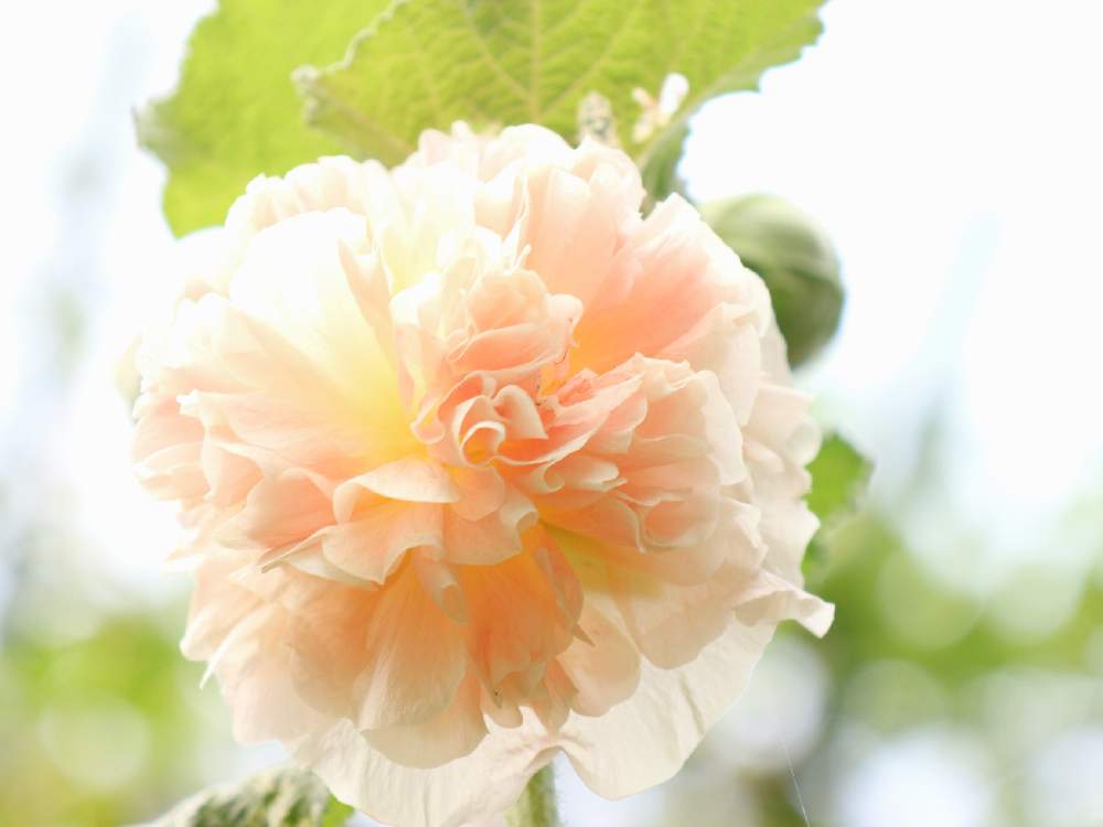 広い庭の画像 by aliceさん | 広い庭とホリホックとアルセアとアルセア ダブルサーモンピンクとalice's garden 2019とHTCとみどりのある暮らしと令和✨四季のみちとGSミニモニ。 NO34とGSのみなさんに感謝♡とGSミニモニ。と梅雨と植中毒と癒されると信楽狸倶楽部と鉢植えと花のある暮らしと9月生まれ♡とかわいいとHTC NO.254