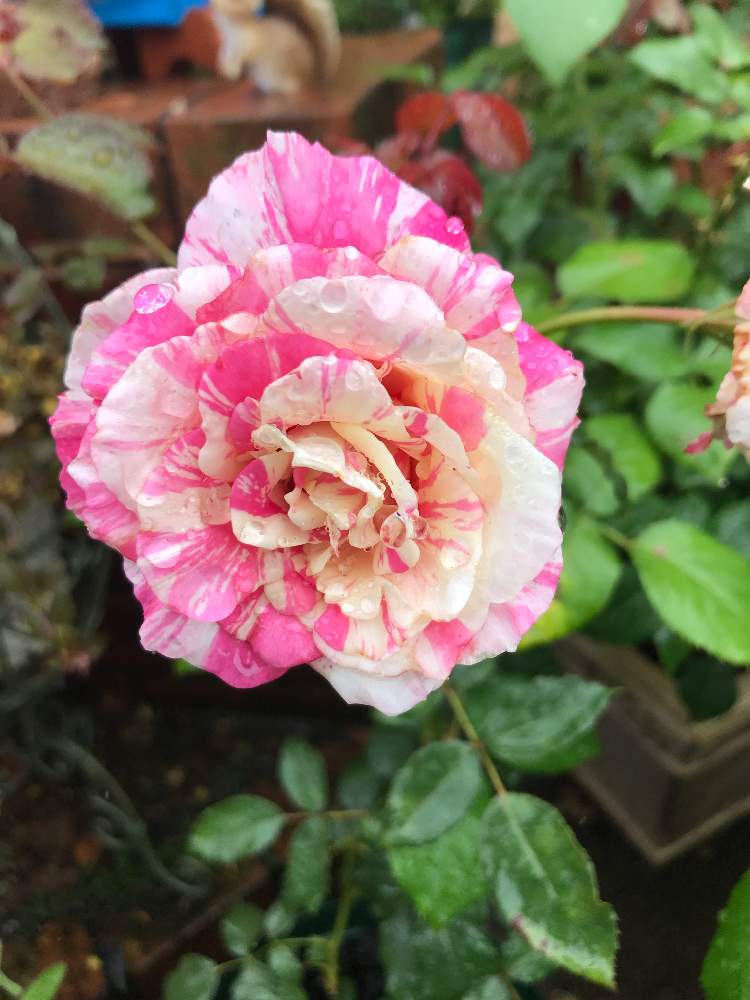 小さな庭の画像 by みるく❤️さん | 小さな庭と薔薇愛同盟と薔薇に魅せられてとバラ ミルクシェーキと植中毒と我が家の花壇と可愛い~( ´艸`)♡と玄関先アプローチと花のある暮らしとわが家のエントランス