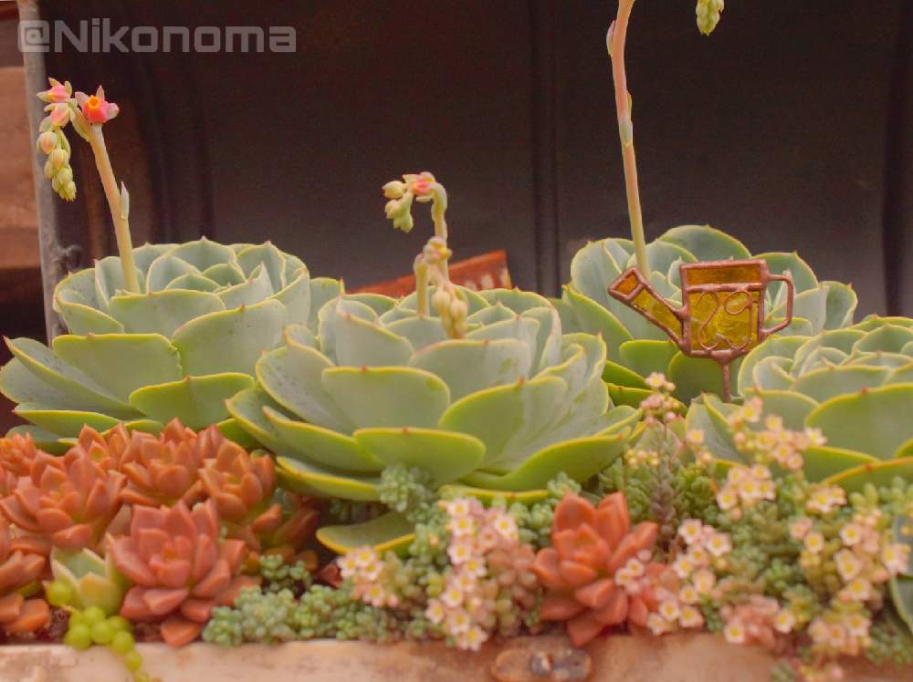 玄関の画像 by Nomachanさん | 玄関と多肉植物とW投稿と繋がりに感謝と大好きな場所とryorimamaチャンピック♡と多肉のある暮らしと다육식물と笑顔の源と癒し空間とみんな同じ空の下と錆錆とSabijyoとjunkgardenとご縁に感謝と다육とサビじょとインダストリアルとあの娘にも届けと七福神サマとキャベ福神サマ