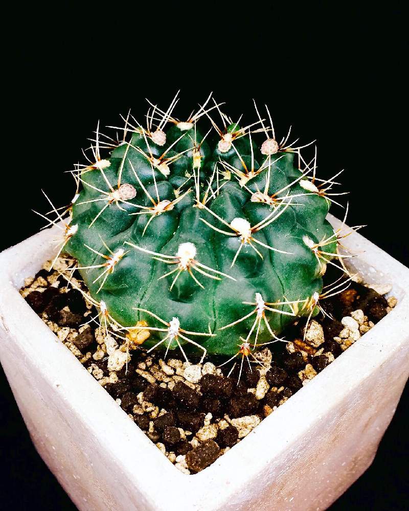 部屋の画像 by MASTERS OF CACTUSさん | 部屋と多肉植物と多肉男子とサボテン科とcactusとサボテン小鉢と植物のある暮らしと植物好きと繋がりたいと多肉大好きとギムノカリキウム属と植物だいすきとギムノカリキウム緋花玉と多肉植物とサボテンとサボテン緋花玉とサボテンの花と多肉多肉多肉とsucculent plantsとsucculentと多肉植物 多肉の有るくらし