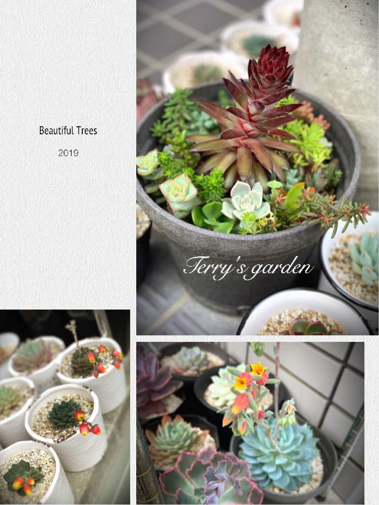エントランスの画像 by TERRYさん | エントランスと多肉植物とネコと多肉と多肉植物寄せ植えと緑のある暮らしと多肉中毒❣️と多肉初心者