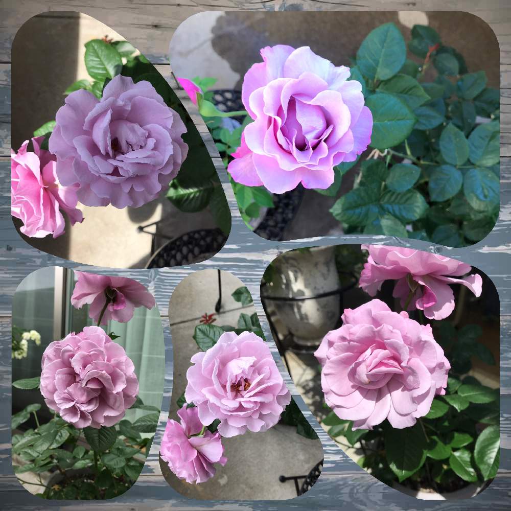 バルコニー/ベランダの画像 by gomamaさん | バルコニー/ベランダと薔薇と薔薇 エターナルとエターナルとばら バラ 薔薇とエターナル バラと薔薇エターナルとバラ 鉢植えと成長記録と花のある暮らしと薔薇♪とばら 薔薇 バラとバラ・ミニバラとカインズバラコンテスト2019