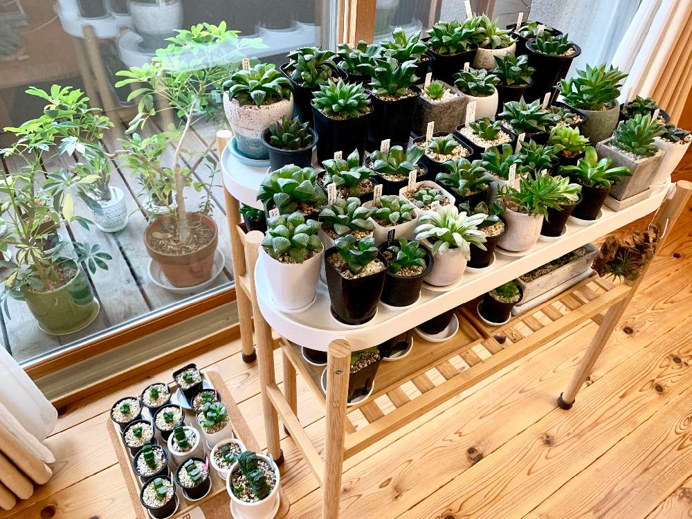 窓辺の画像 by GREENROSEさん | 窓辺と多肉植物と観葉植物とオブツーサ。とグリーン!グリーン!グリーン!とGS映えと植物とGS日和と 玉扇と 万象と植中毒とタニラーとリビングと花のある暮らしとかわいいな♡とうっとりとGREEN UP!と多肉初心者とインテリアグリーン