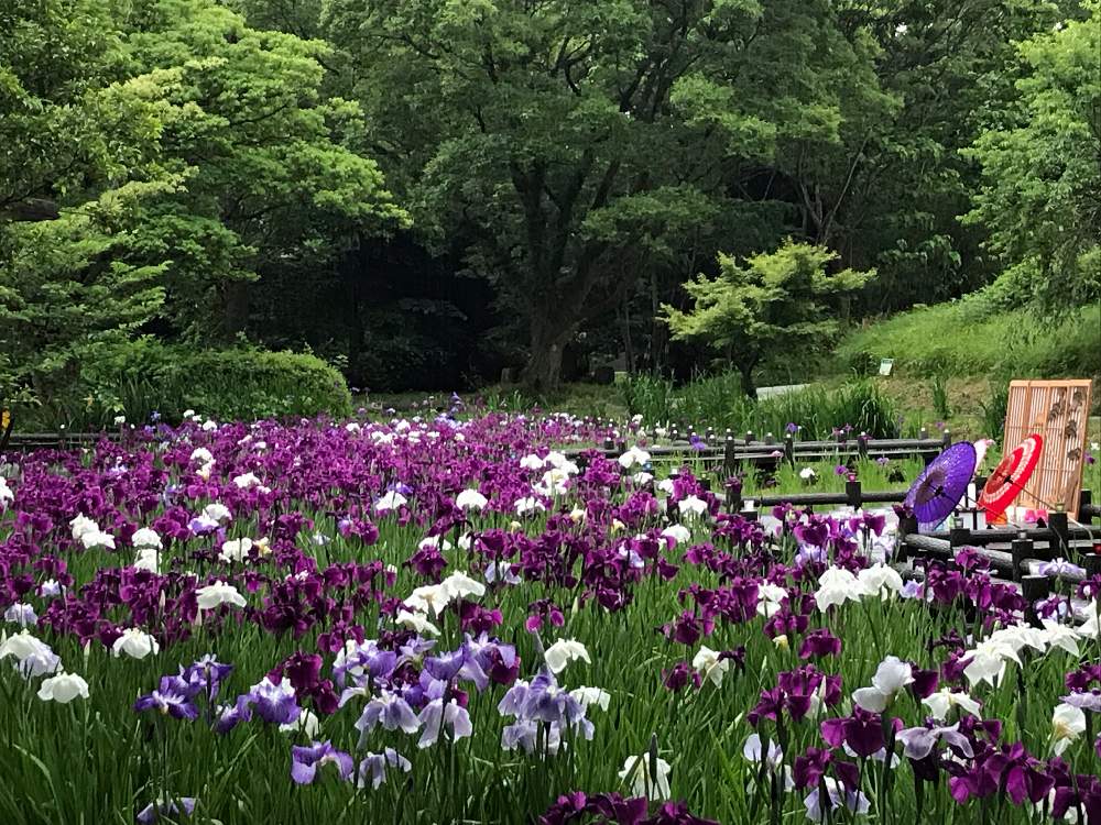 お出かけ先の画像 by あずちゅう♡さん | お出かけ先と花ショウブと花のある暮らしと花しょうぶと滑川市行田公園