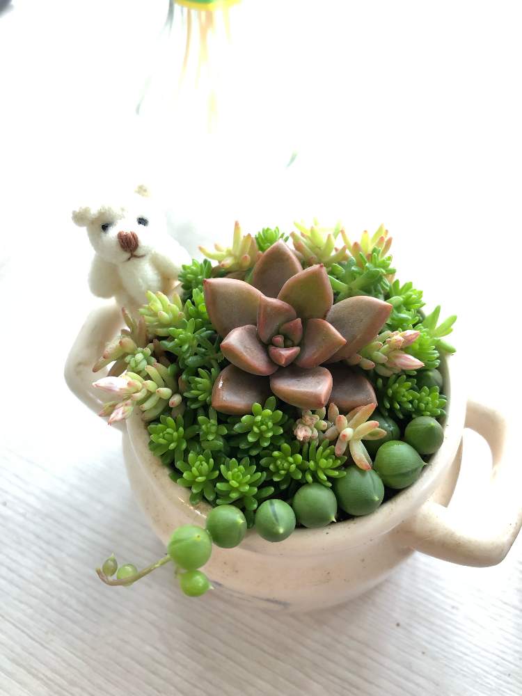 窓辺の画像 by Misakiさん | 窓辺とグリーンネックレスとセダムと ブロンズ姫と多肉植物とちまちまとSucculentgardenMisakiとくまちゃん♡と多肉大好きとお誘いとイベント出店と多肉ワークショップとお知らせと多肉女子とハンドメイドとナチュラルスタイルと多肉植物アレンジメントインストラクターとグリーンアンサンブルとかわいいな♡と『窓辺に飾られた植物』フォトコンテストと千葉タニラーとワークショップ と多肉寄せ植えワークショップとちまちま寄せ