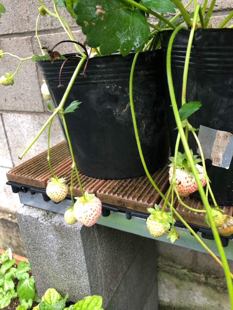 小さな庭の画像 by おのたんさん | 小さな庭と白いちご・エンゼルエイトとHTCと減農薬(無農薬)とキュンキュン乙女倶楽部とGSミニモニ。NO36と家庭菜園と富山支部とHTC No.185と富山支部NO.36とGSミニモニ。とバラと夢CLUBと鉢植えと自給自足の生活と毎月15日はいちごの日とキュンキュン乙女倶楽部NO.78