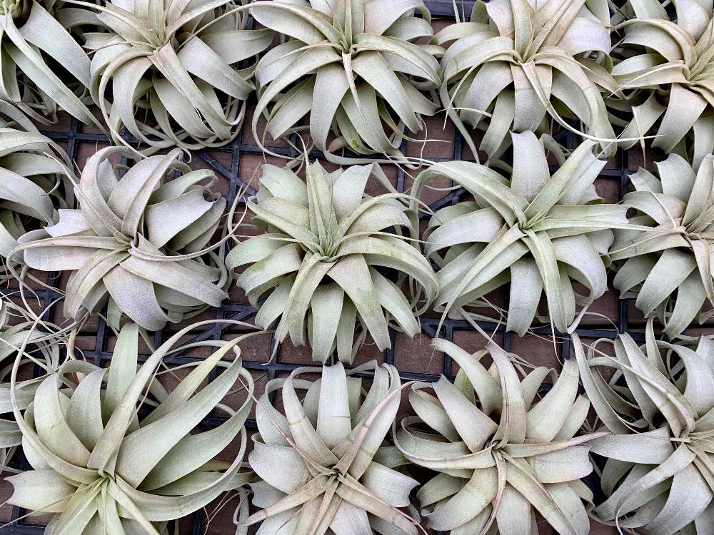 インテリアの画像 by Flower Villageさん | インテリアと着生植物とボタニカルとボタニカルライフと鷺沼とグリーングリーン♪と植中毒と神奈川県とflowervillageと川崎市内と葉っぱアートとキセログラフィカとエアープランツ/チランジアとインドアガーデンと観葉植物と花のある暮らしとエアプランツ ティランジア