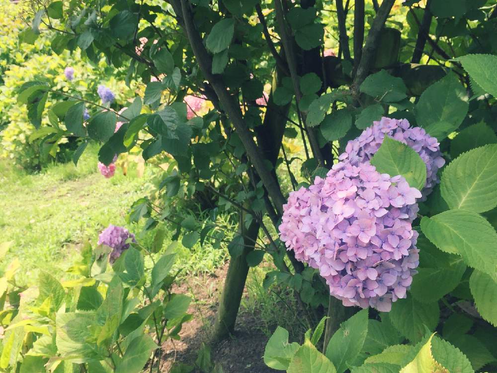 お出かけ先の画像 by junさん | お出かけ先と紫陽花と愛知と雨に輝くと公園とGS映えとGS日和とflowerと名古屋市と『あじさい2019』フォトコンテストと花のある暮らしとflowers loverとGREEN UP!