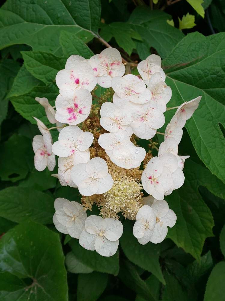 お出かけ先の画像 by アスカ瑞穂さん | お出かけ先と柏葉紫陽花とピンクの花とアジサイ 紫陽花と花のある暮らしと☆柏葉アジサイ