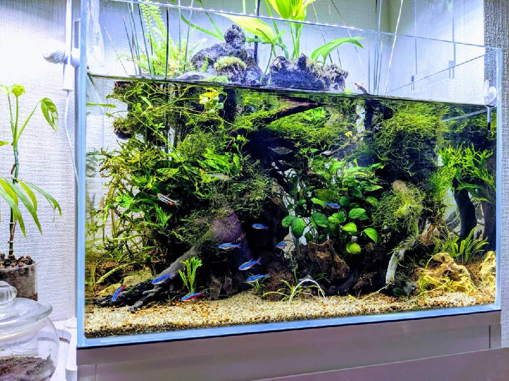部屋の画像 by ふなっこさんさん | 部屋とペンシルグラスと田砂と金山家と45センチ メンタル ジャ〜ニ〜♫とニルバーナと水生植物とギタリストと千種区と釣りとさまぁ〜ずとサウンドガーデンとおっさんと血液型B型とアクアテラリウム