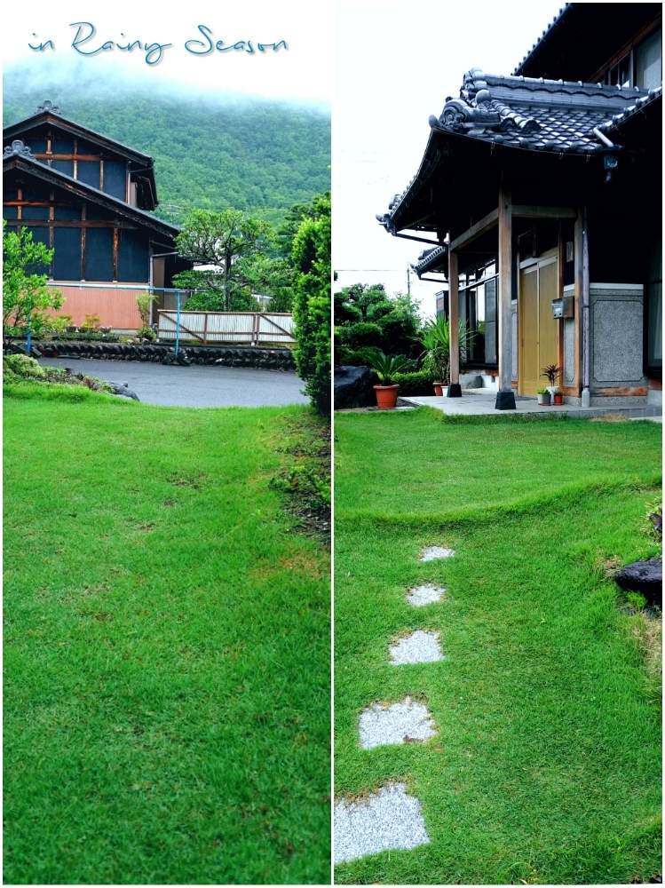 広い庭の画像 by toshi722さん | 広い庭と高麗芝とTM9と梅雨の頃と岐阜県と濃い芝目と綺麗な緑❤と深い緑と美濃市と芝栽培日記とTM9栽培日記