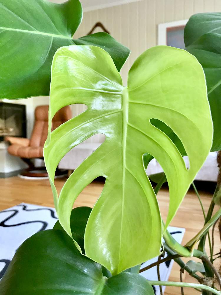 部屋の画像 by 無芸が芸さん | 部屋とモンステラと観葉植物と葉っぱと植欲旺盛とGS日和とno green no lifeと植中毒と今日の一枚とインテリアグリーンとクルクル