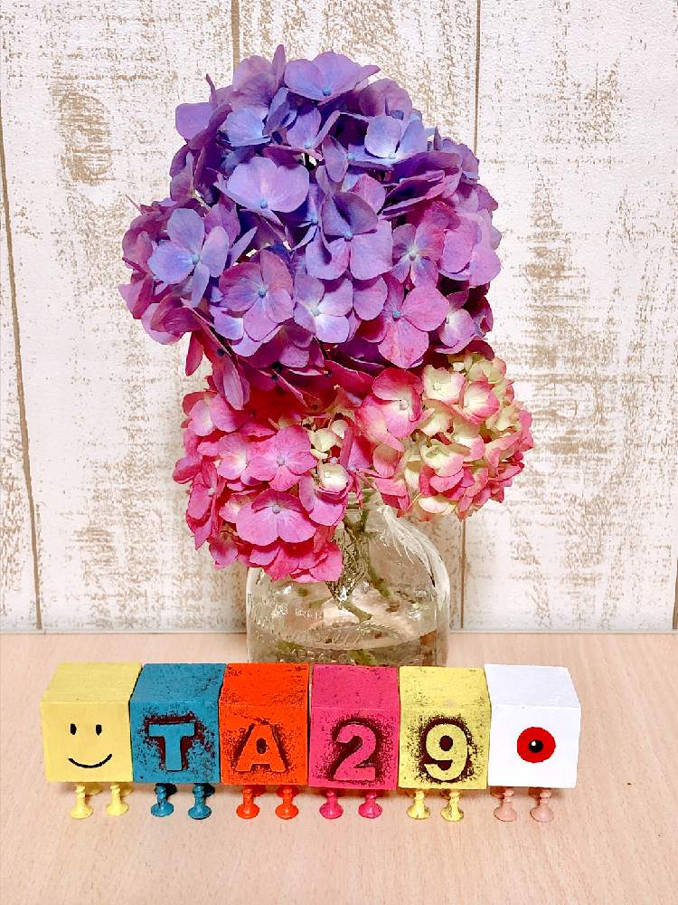 の画像 by いちごさん | 花のある暮らしとHTCとたにおたくらぶとバラと夢CLUBと真四角くん
