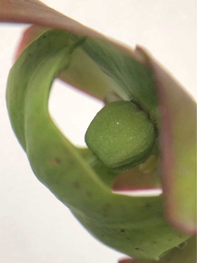 バルコニー/ベランダの画像 by フミヤンさん | バルコニー/ベランダと食虫植物とサラセニアとサラセニア プルプレア