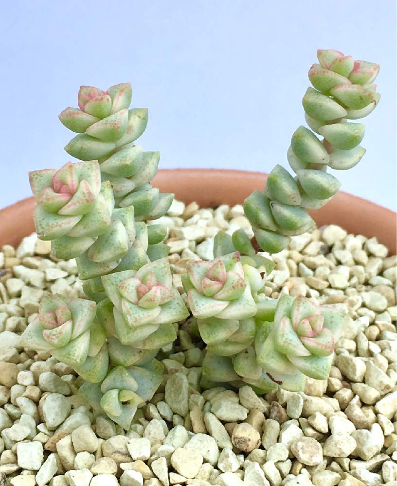 の画像 by higeさん | クラッスラ パステルとパステルと多肉植物と屋上と屋外管理とカッコいいとビッグバザールとクラッスラ好きとフォルムが好きと植中毒とキレイと珍奇植物と衝動買いと多肉初心者
