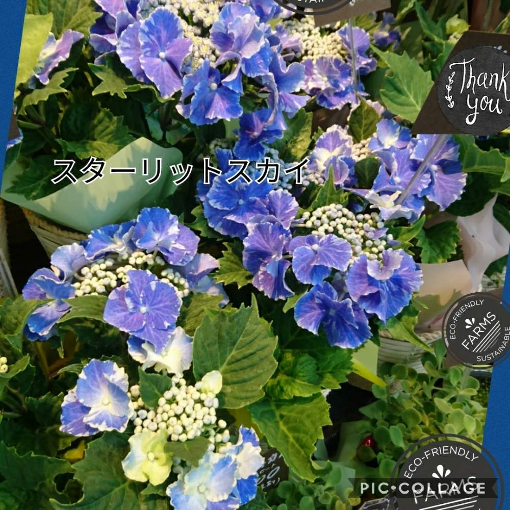 の画像 by トリトンさん | キュンキュン乙女倶楽部とお花大好き♡とありがとう♡とかわいい♡といやされる♡と紫色の花とGS映えとGS日和と紫陽花 アジサイ あじさいと紫陽花祭りとキュンキュン乙女倶楽部No.183と応援するよと頑張れ♡えっこと青い花マニア