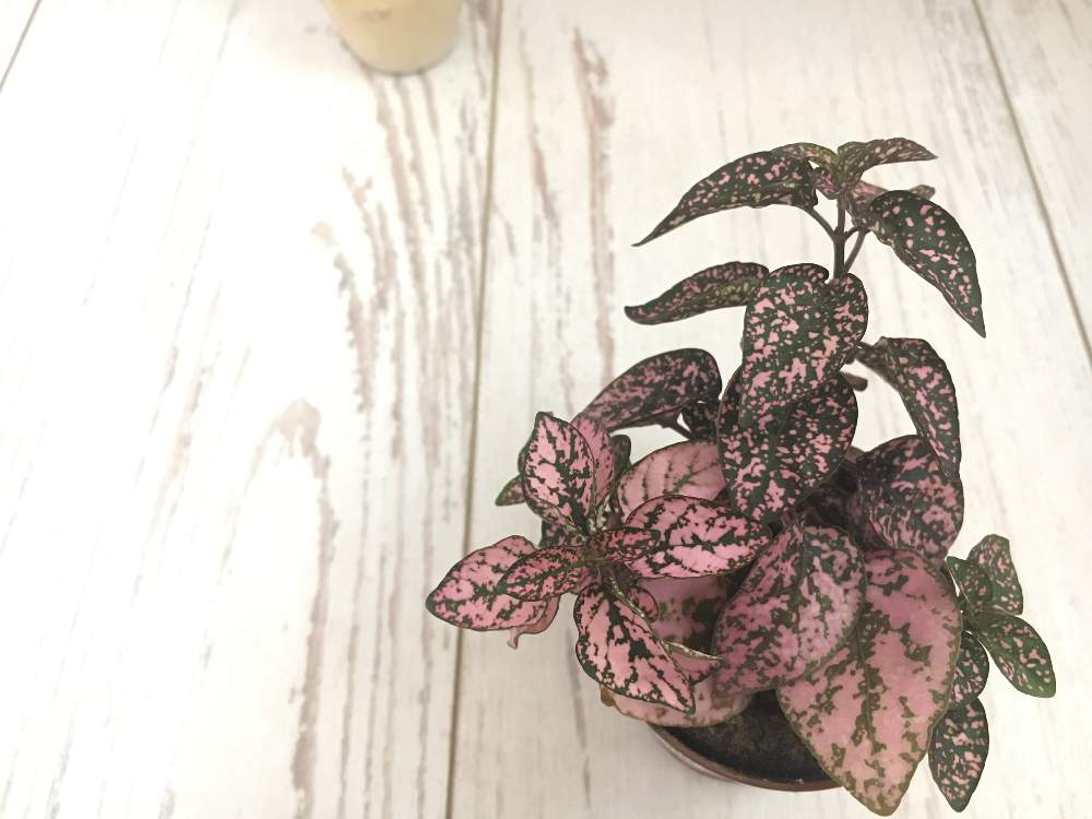 部屋の画像 by シンシアさん | 部屋とヒポエステスと観葉植物とピンク!ピンク!ピンク!とグリーン!グリーン!グリーン!とわが家のヒポエステスとわが家の観葉植物❢とGreenSnapmarcheと斑入り葉っぱとガーデニングとGREEN UP!と斑入り。