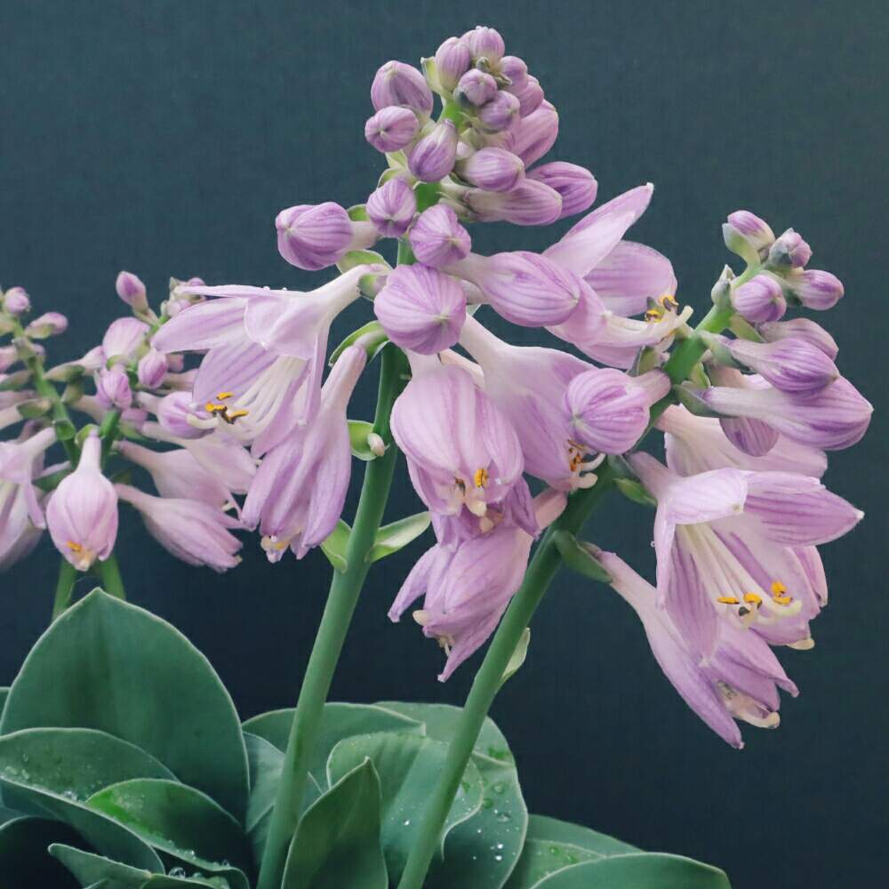 バルコニー/ベランダの画像 by jade_alstoniiさん | バルコニー/ベランダと開花間近と開花と開花中とブルーマウスイヤー。とひかげの植物とホスタ ブルーマウスイヤーとホスタ ギボウシとはなはなとつぼみともうスグ開花とつぼみがたくさんとガーデニングと花のある暮らしと花芽のつぼみとGREEN UP!とつぼみたくさん。とホスタ