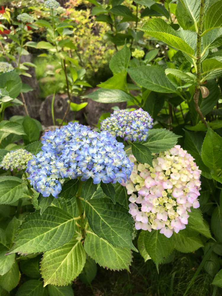 お出かけ先の画像 by Gen(ᵔᴥᵔ)وさん | お出かけ先とキュンキュン乙女倶楽部と季節の花を楽しむと三河千鳥と高幡不動尊あじさいまつり♡ᵕ̈*⑅と日々是好日と紫陽花祭りとあいがとさげもすと素敵な出会いに感謝と癒し…♡と被災地にエールを…。とGREEN UP!