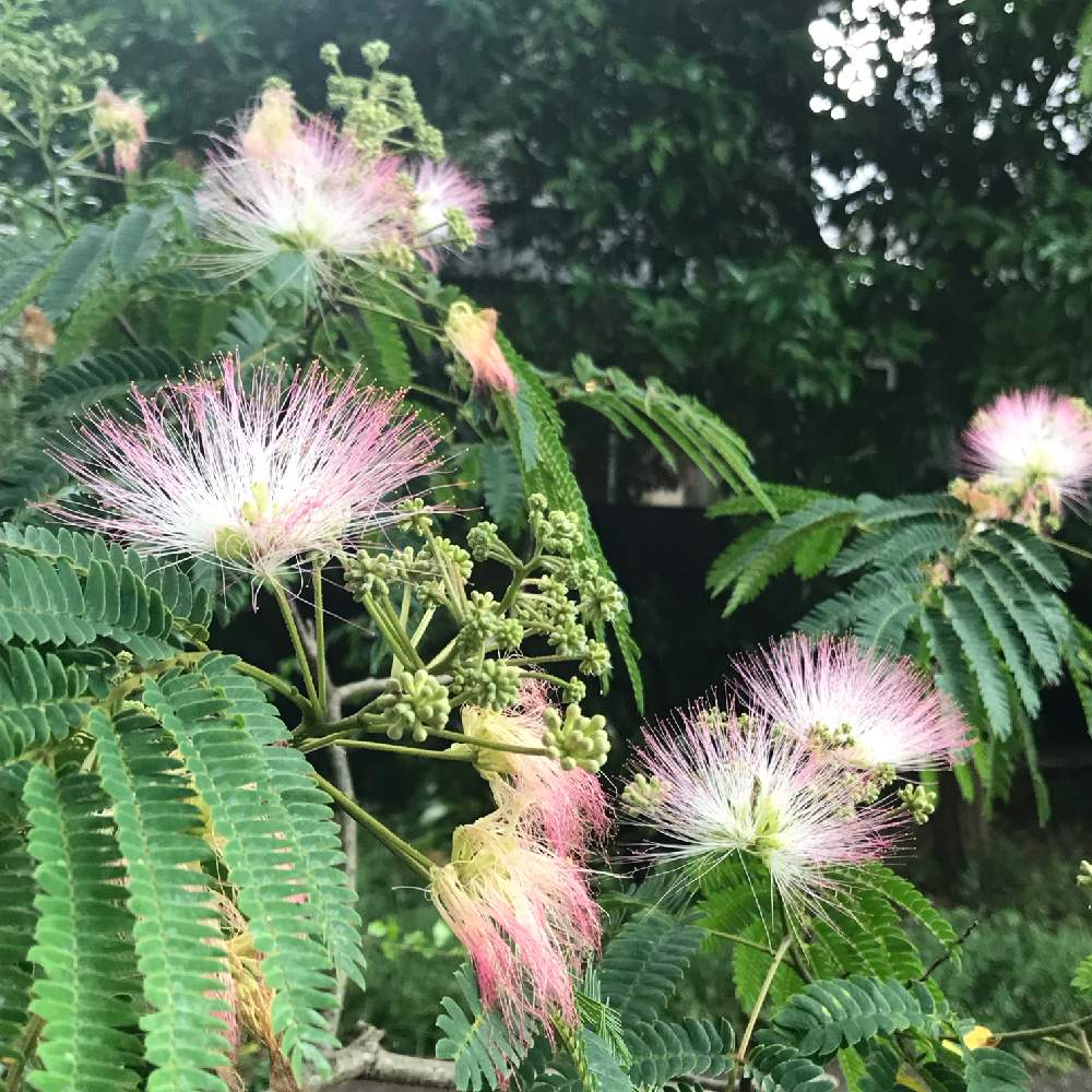 お出かけ先の画像 by ヨッピーさん | お出かけ先とネムノキの花と散歩と花のある暮らしと6月の花