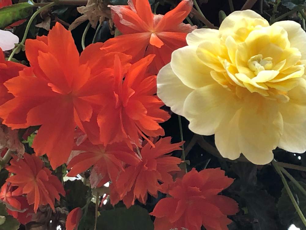 お出かけ先の画像 by はなとしさん | お出かけ先と花いちもんめのベコニアと微笑みの妖精とラッキーの創造とGS映えと微笑みの呼びかけと植物の笑顔と花のある暮らしとまばゆい輝きと偶然の出会いとチャンス到来