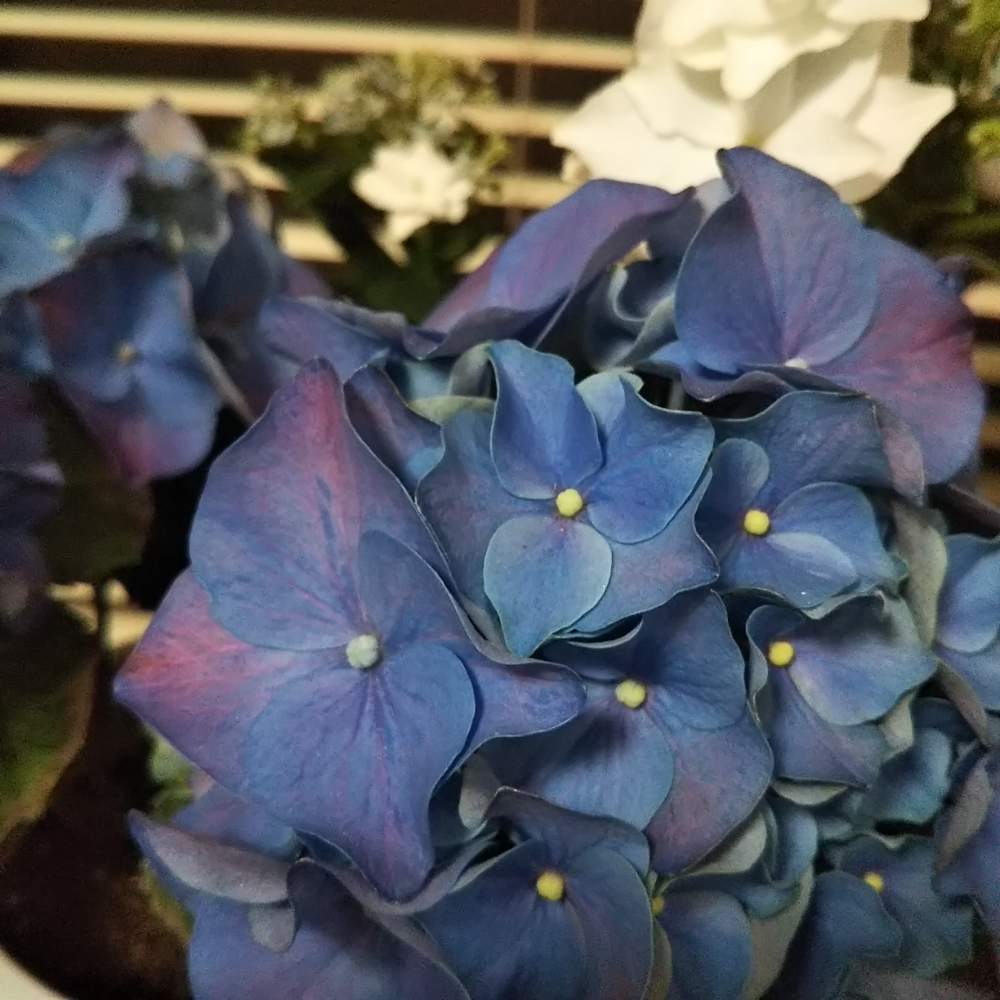 部屋の画像 by **まるる**さん | 部屋と紫陽花とみどりのある暮らしとアンティークとステキ☆と癒しときれいとGSミニモニ。と紫陽花 アジサイ あじさいと植中毒と紫陽花祭りと花のある暮らしとお花とかわいいな♡と癒しのひと時