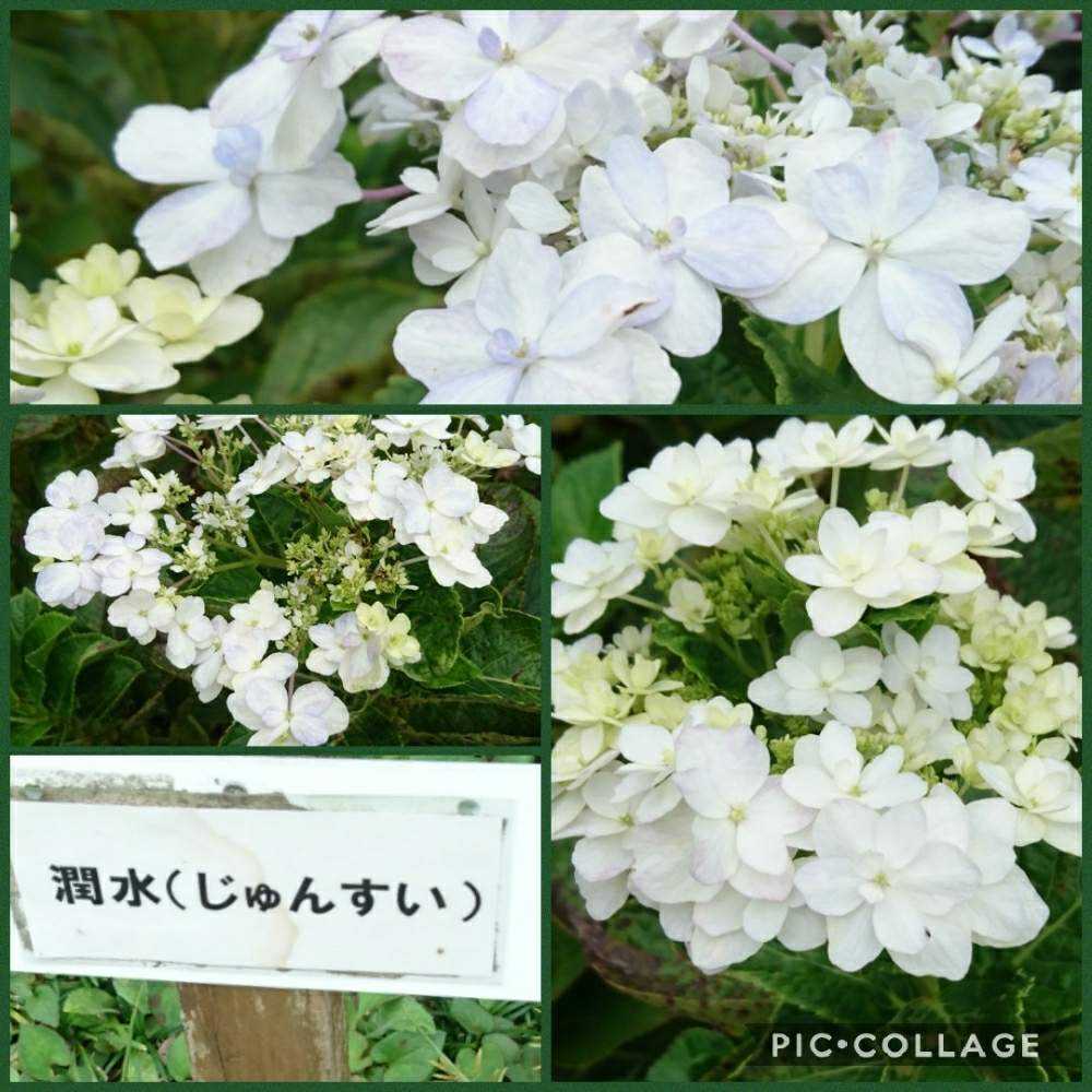 の画像 by トリトンさん | キュンキュン乙女倶楽部とお花大好き♡とありがとう♡とかわいい♡といやされる♡とGS映えとGS日和と紫陽花 アジサイ あじさいと紫陽花祭りとキュンキュン乙女倶楽部No.183と応援するよと頑張れ♡えっこ