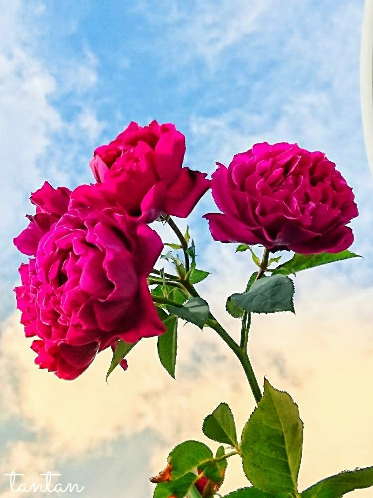 小さな庭の画像 by ☆tantan☆さん | 小さな庭とキュンキュン乙女倶楽部とお花を楽しむと薔薇愛同盟と好きな色と薔薇に魅せられてとステキ☆とマダム倶楽部ときれいと素敵な色合いとおきにいりと美しいときれいな色と美しすぎる❤とバラが好きと花のある暮らしと薔薇♪とかわいいな♡とバラ・ミニバラとロザリアンとやっぱり花が好き♡とカインズバラコンテスト2019