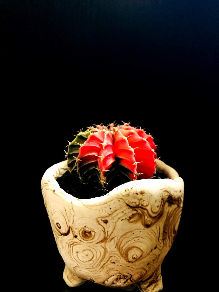 バルコニー/ベランダの画像 by good_guyさん | バルコニー/ベランダとGymnocalycium friedrichii LB2178と多肉植物とEuphorbiaとcactusとオトンナ属とtylecodonとサルコカウロン属とフィランサス ミラビリスとユーベルマニア ペクチニフェラとCerariaとCaudexと多肉女子と塊根植物と珍奇植物とPachypodiumとaloeとagaveとOperculicaryaとGREEN UP!とCopiapoaとsucculent