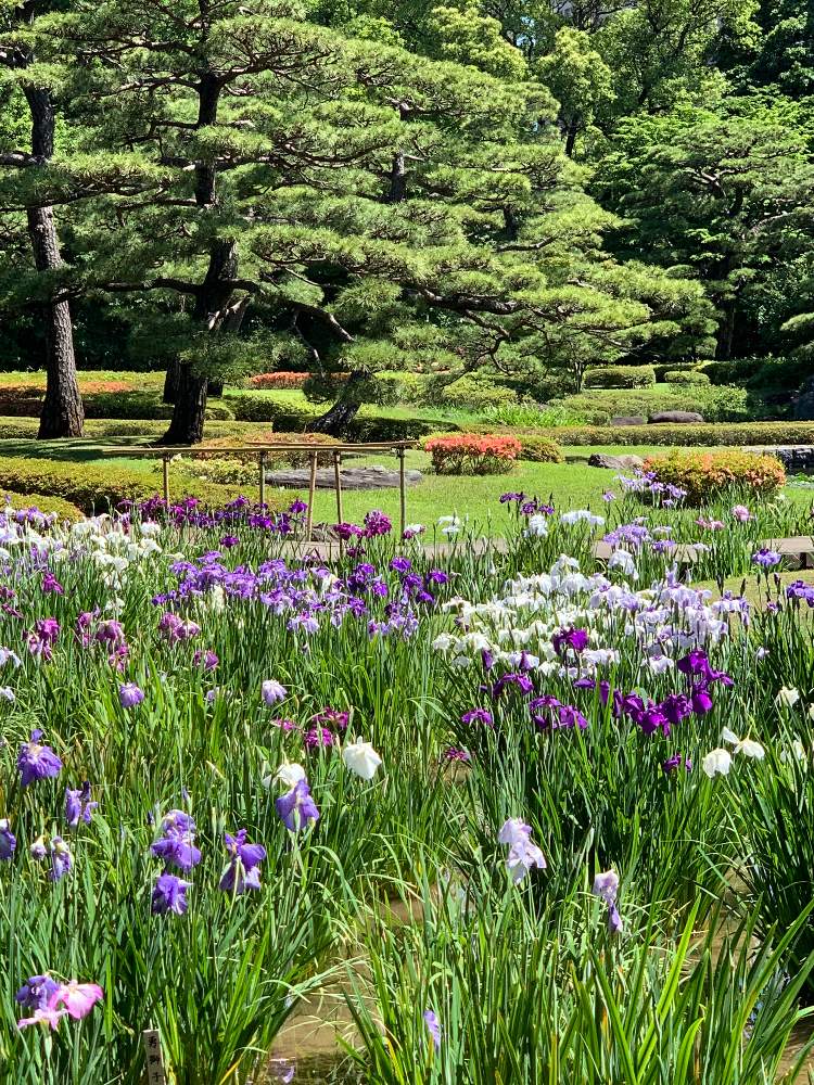 お出かけ先の画像 by ケン太さん | お出かけ先と✨✨✨と花のある暮らしと梅雨の晴れ間と皇居東御苑と花しょうぶ