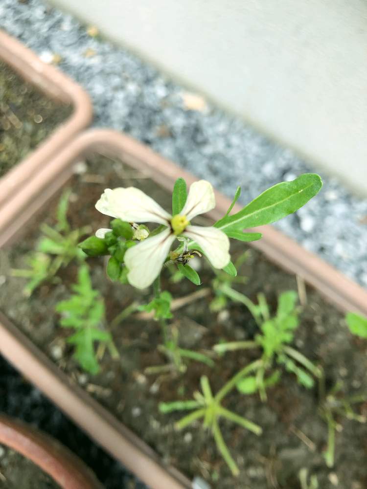 小さな庭の画像 by maii0316さん | 小さな庭とルッコラと令和最初の植物とお庭を彩るお花・樹木フォトコンと大雨と多肉女子とGreenSnapmarcheと開花したと花のある暮らしとつぼみがつくと家庭菜園奮闘日記とGREEN UP!と成長した