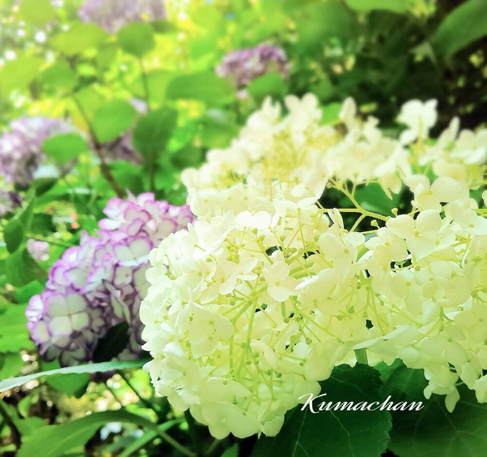 お出かけ先の画像 by Kumachanさん | お出かけ先とHTCとキュンキュン乙女倶楽部と萌え~❤と素敵~‼と北鎌倉散歩と紫陽花祭りと12月生まれ♪と頑張れ♡えっこ